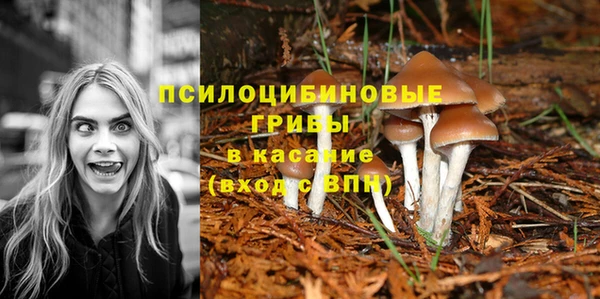 индика Богданович